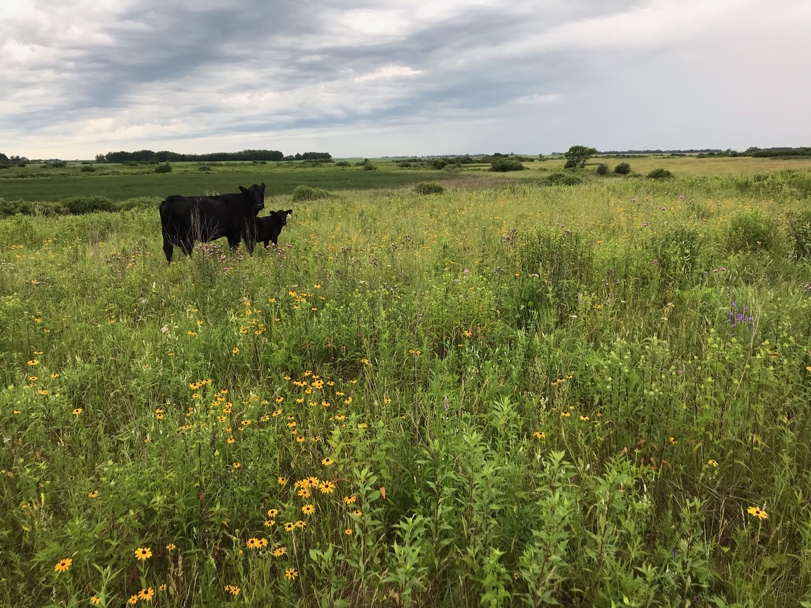 Site of stream restoration at South Creek in Lakeville, Minnesota.